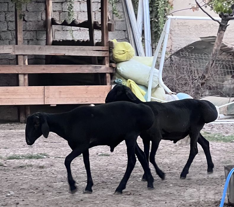 Qo’y, Qoylar, Qochqor ,кой , кочкор.