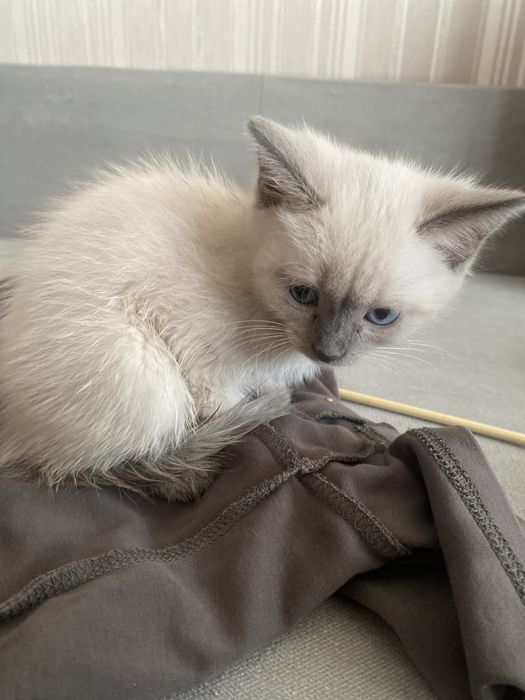 11 айфон с гарантий