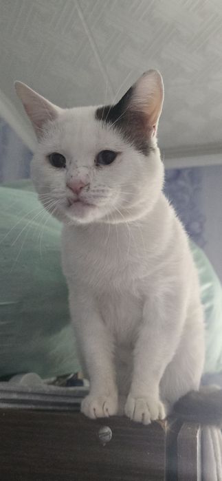 Кота в хорошие руки