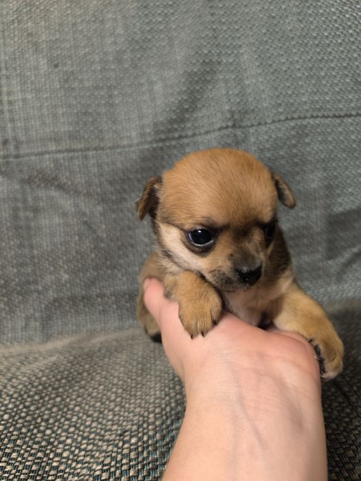 Девочка чихуахуа