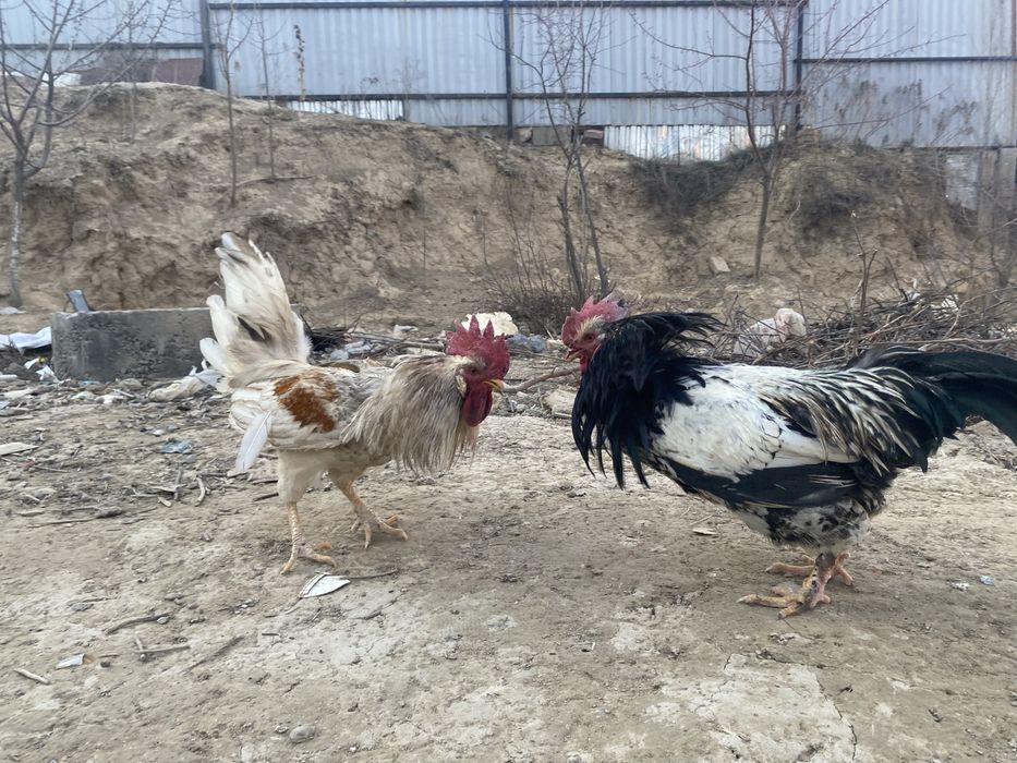 Продам двух петухов срочно