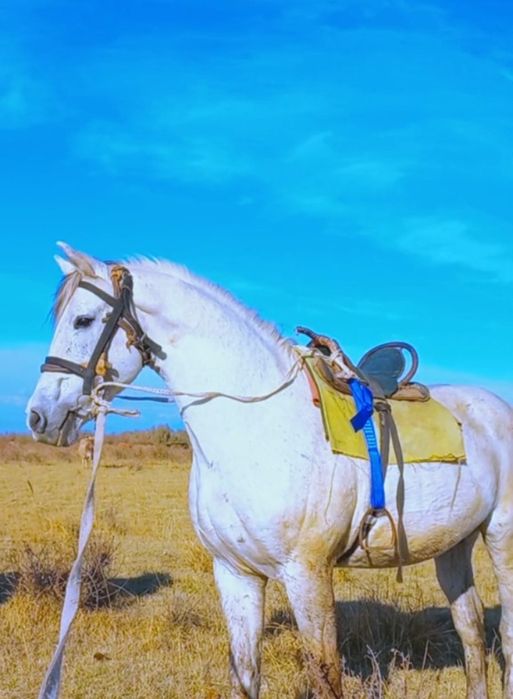 Жуас айғыр сатылады