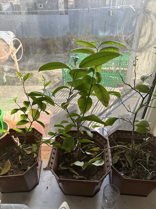 Продаются лимоны.