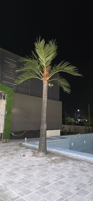 Palma darahtlar hitoy fabrika