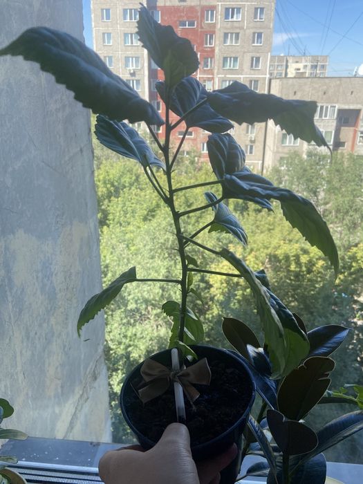 Продам китайскую Розу