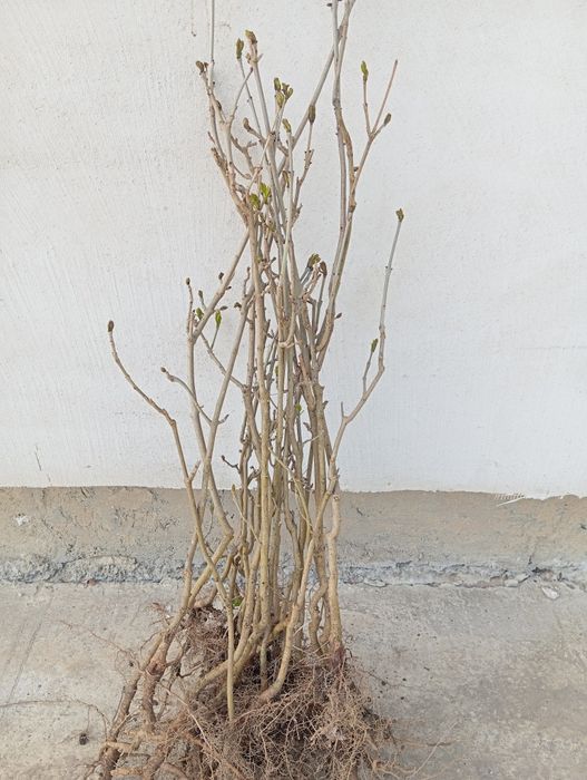 Nuc negru. Pom fructifer anul 3