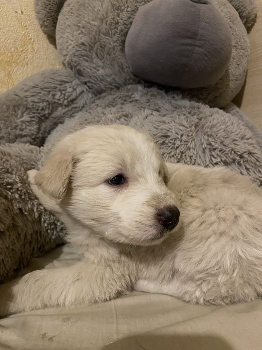 Отдам милейшего щенка!!!