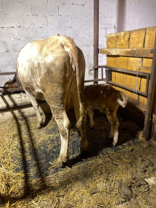 Junica la prima fatare cu vitel buna de lapte