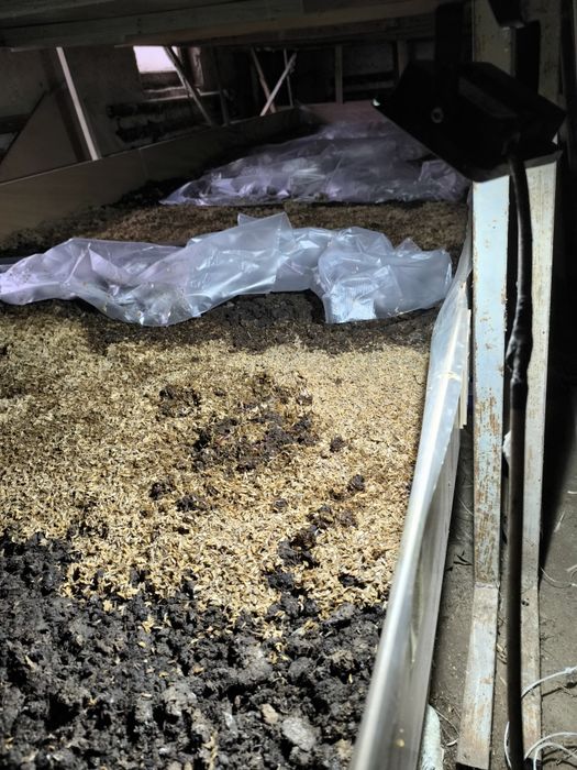 Черви черный принц ( ювенилы)