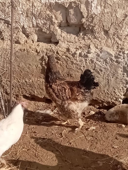 Простой мекендер