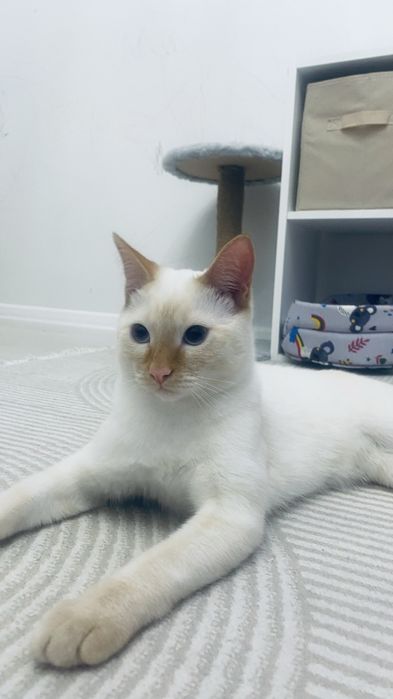Котенок 6 месяцев