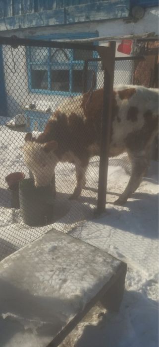 Продам быка и двух телочек