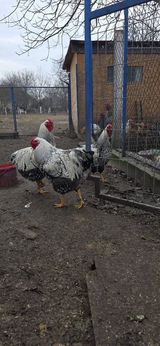 Vând cocosi Wyandotte