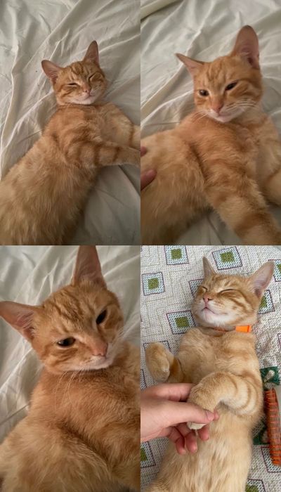 Пропал рыжий кот