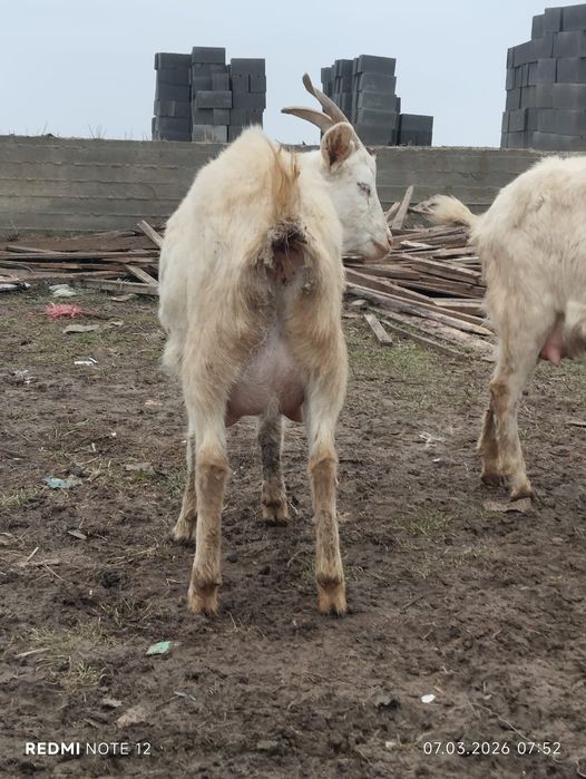 Козы зааининские  первородки