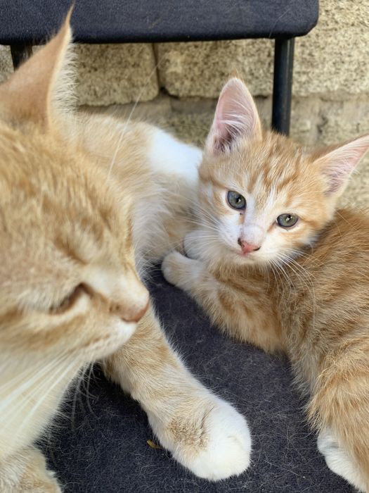 отдам в добрые руки котят
