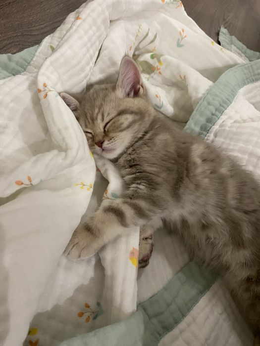 Продам котенка шотландец