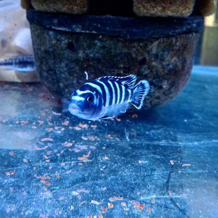 Demasoni malok sotiladi