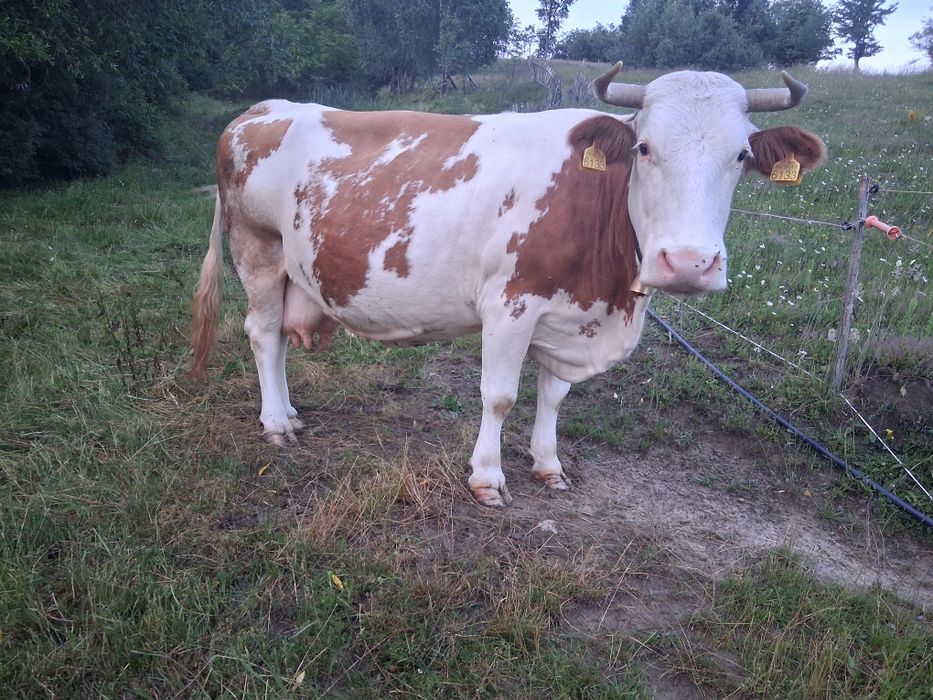 Vaca.  De   vanzare