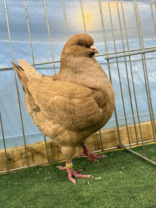 Porumbei King American