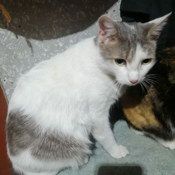 Кастрированный котик ищет дом