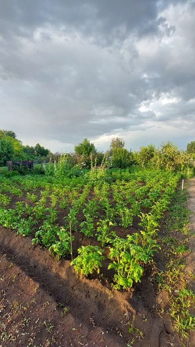 Продам дачу сад Здоровье