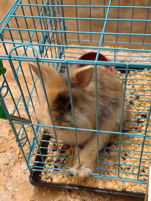 Декоративный кролик