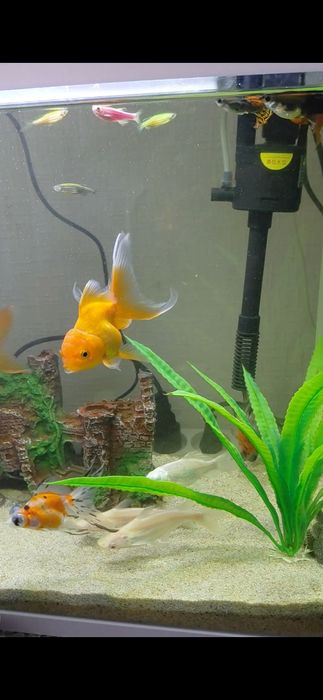 Аквариум комплект сотилади балиглари билан  ##Ташкент