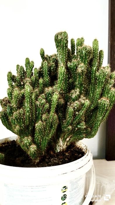 Продам большой кактус