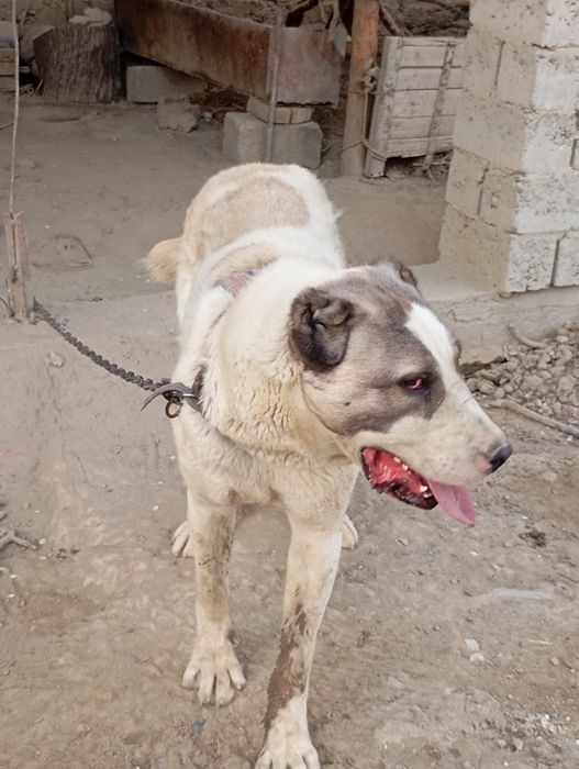 Kuchuk alabay tozza qon