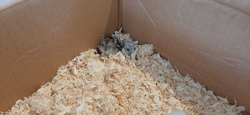 Pui de hamster pitic de vânzare