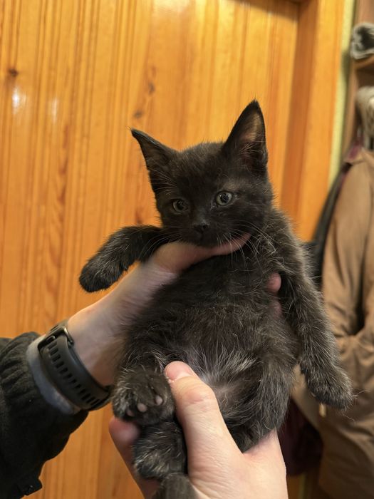 Ищут дом котята