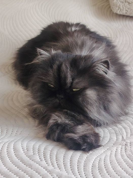 Подарявам котка персийска