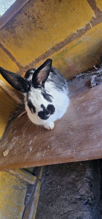 1 крупный буаз қоян сатылады.