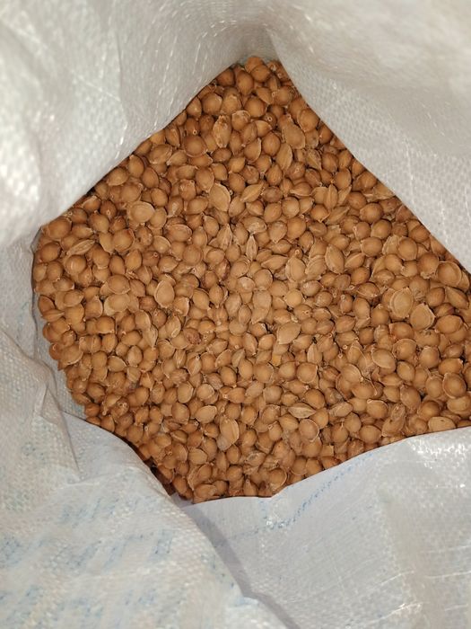 Donak sotiladi harxil donak bor