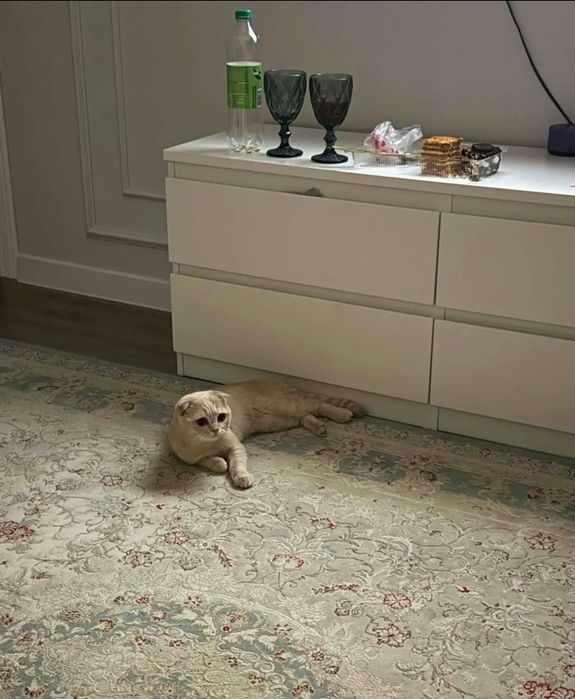 Кот вислоухий 1 год