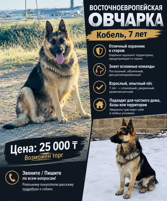 Продам,Обмен,ВЕО Кобель(7 лет)