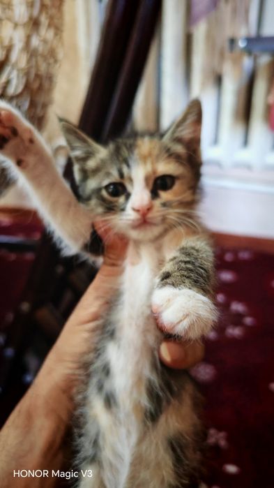Отдам даром котят
