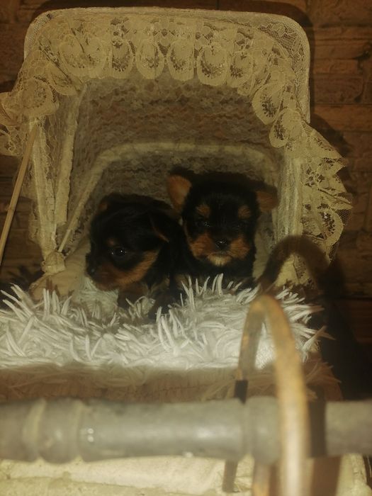 Йоркшир териер мини