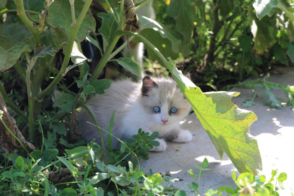 Котята бесплатно
