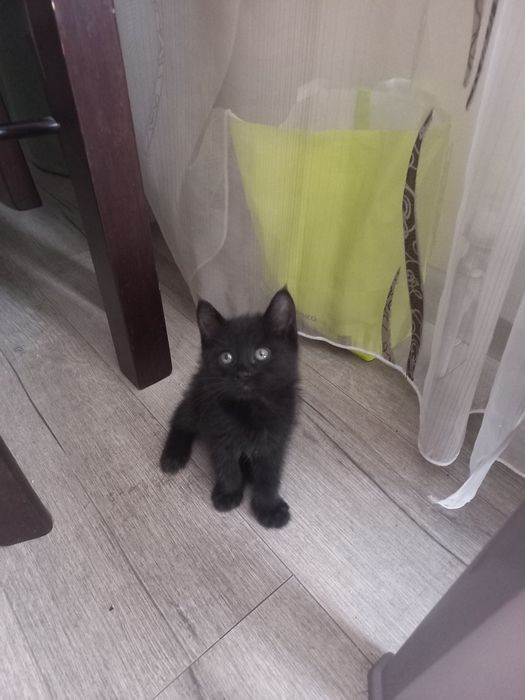 Отдам котенка в добрые руки