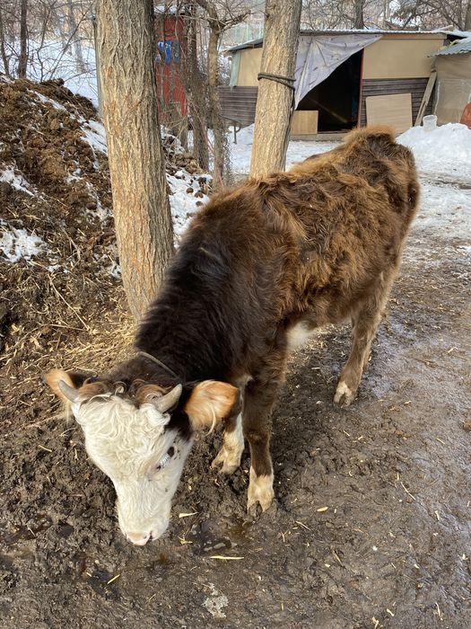 Теленок / бызау