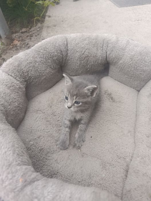 Отдам котят в хорошие руки.