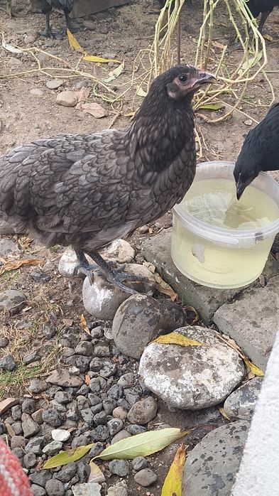 Puicute si cocosi Australorp