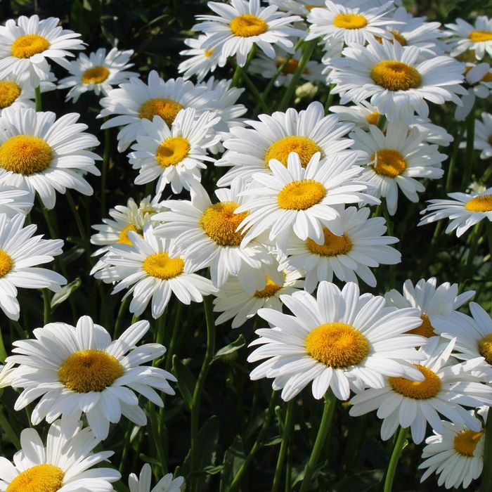 Неприхотливые и красивые