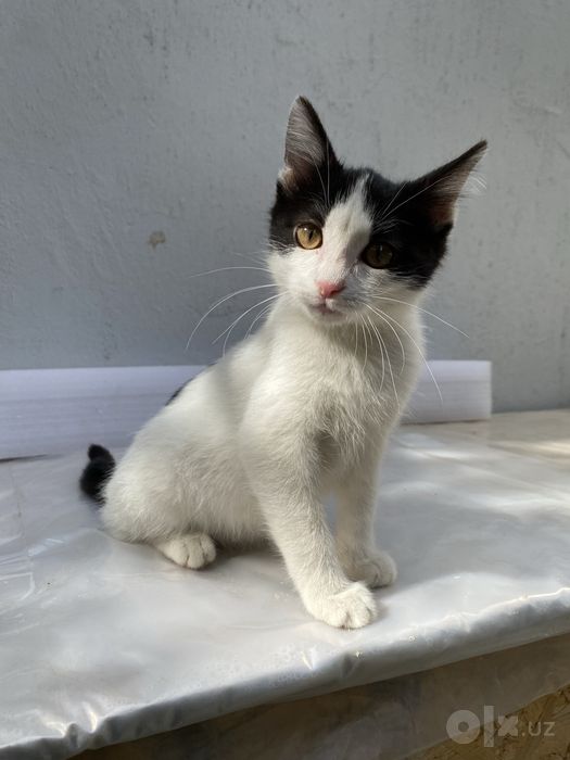 Котенок в добрые руки