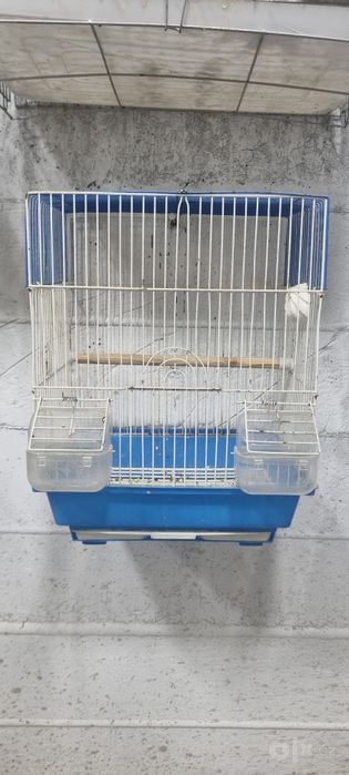 Xitoy qafas yaxshi holatdi