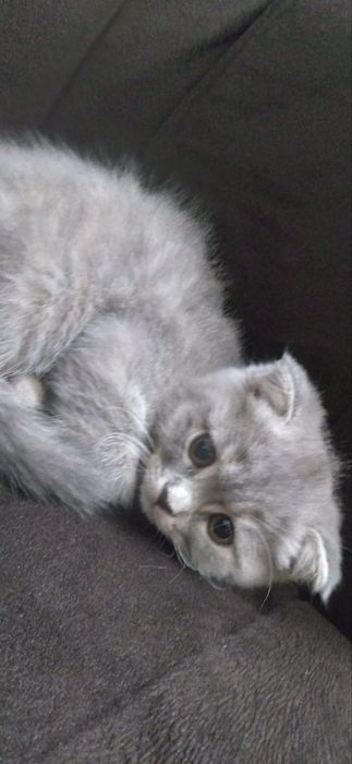 Кошка парадистой