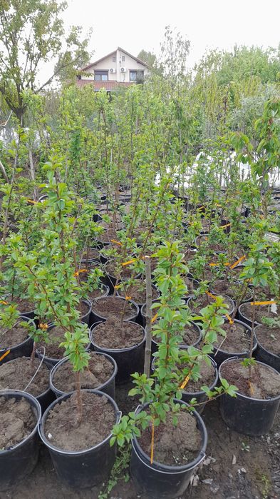 Pomi fructiferi mari 3-7 ani