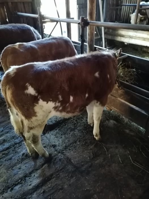 Vand vitele baltata romaneasca